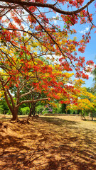 Naklejka premium Yellow and Orange Flamboyant Trees in Fiery Bloom Under the Tropical Sun