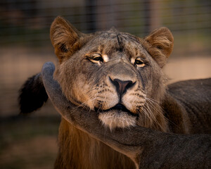 Lioness portrait series showing various facial expressions, from calm moments to big yawns and...