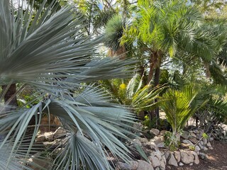 Tropical Rugged Landscape: Lush green palm trees and tropical plants growing resiliently among a rugged, rocky terrain.