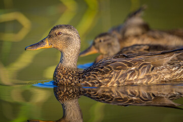 Mallard Ducks swimming in early morning light