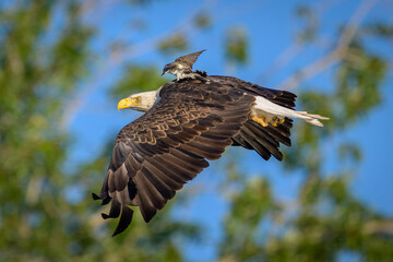 Eastern Kingbird riding on flying Bald Eagle 