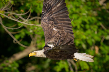 Eastern Kingbird riding on flying Bald Eagle 