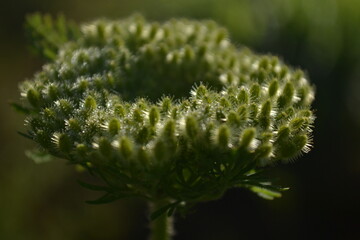 Textured green flower bud in natural light.