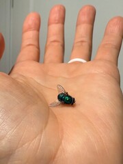 Holding a Common Fly: A macro closeup of a small housefly resting on the open palm of a person's hand.