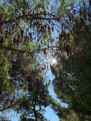 Forest Sunbeams: Golden sunlight filters through a dense canopy of trees, creating dramatic light rays in a peaceful woodland setting.