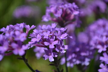 Obraz premium Vibrant Purple Verbena Flowers in Soft Focus.
