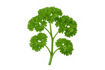 Fresh green parsley sprig with curly leaves for cooking, seasoning, and healthy food concepts on transparent background