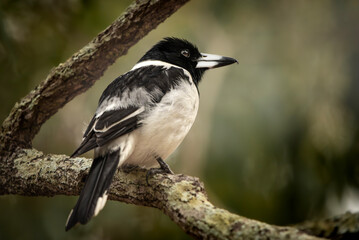 The pied butcherbird is a songbird native to Australia.