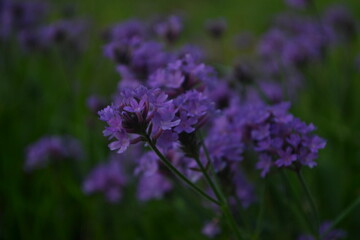 Obraz premium Vibrant Purple Verbena Flowers in a Softly Lit Field