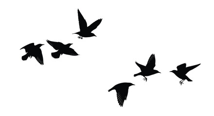A flock of black birds in flight silhouetted against a white background