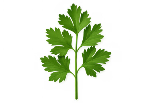 Fresh green parsley sprig with leaves for cooking, garnishing, and adding flavor to food on transparent background - Powered by Adobe