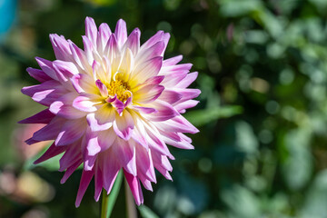 Obraz premium 鮮やかに咲くダリアの接写