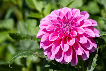 鮮やかに咲くダリアの接写