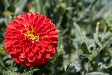 鮮やかに咲くダリアの接写