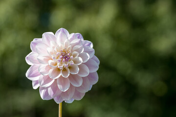 鮮やかに咲くダリアの接写