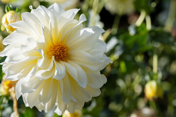 鮮やかに咲くダリアの接写
