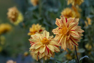 鮮やかに咲くダリアの接写