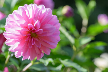 鮮やかに咲くダリアの接写
