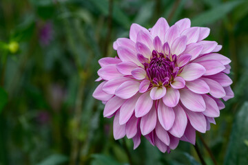 鮮やかに咲くダリアの接写