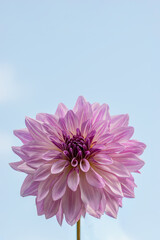 鮮やかに咲くダリアの接写