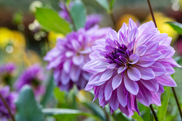 鮮やかに咲くダリアの接写