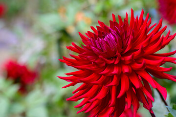 鮮やかに咲くダリアの接写