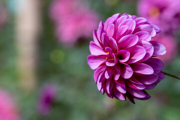 鮮やかに咲くダリアの接写