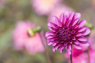 鮮やかに咲くダリアの接写