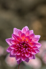 鮮やかに咲くダリアの接写