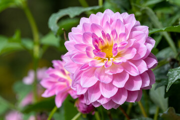 鮮やかに咲くダリアの接写