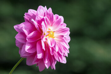 鮮やかに咲くダリアの接写