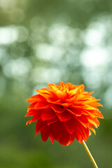 鮮やかに咲くダリアの接写
