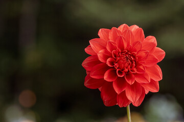 鮮やかに咲くダリアの接写
