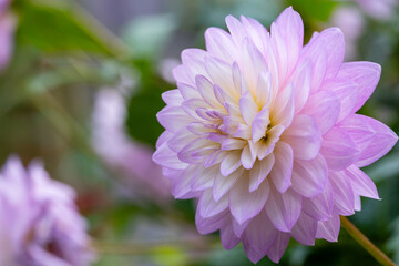 鮮やかに咲くダリアの接写