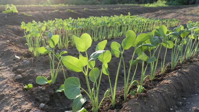 Agricultural Field with Rows of Young Green Pea Plant Sprouts Growing Under the Sun's
