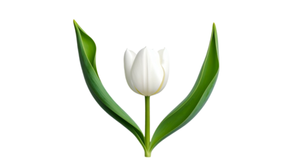 Isolated, pristine white tulip with long green leaves, against a stark, black backdrop