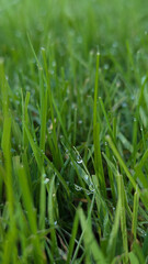 green grass with dew drops