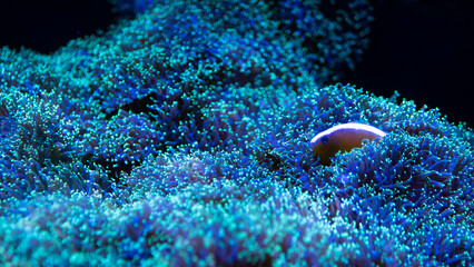 bangkok indoor aquarium famous creatures deep water closeup colours