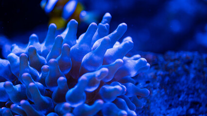 bangkok indoor aquarium famous creatures deep water closeup colours