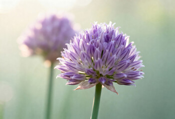 Obraz premium Soft macro of purple chive flower in bloom