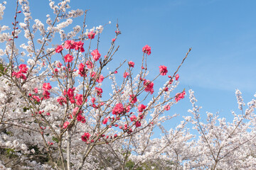 桜と空