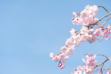 晴れた日の空と桜