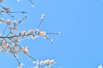 晴れた日の空と桜