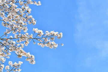 晴れた日の空と桜