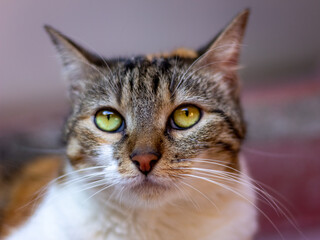 close up portrait of a cat