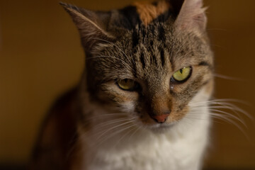 close up portrait of a cat