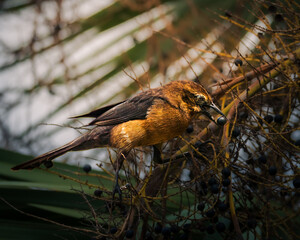 Brown bird eating berry on palm branch