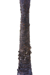 Fototapeta premium trunk of a coconut tree isolated on white background