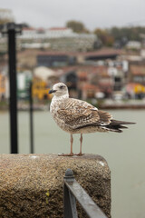 Seagull standing on a stone wall overlooking the Douro River in Porto, Portugal, with colorful old buildings in the background on a cloudy day.
