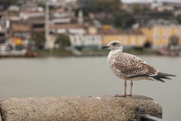 Seagull standing on a stone wall overlooking the Douro River in Porto, Portugal, with colorful old buildings in the background on a cloudy day.